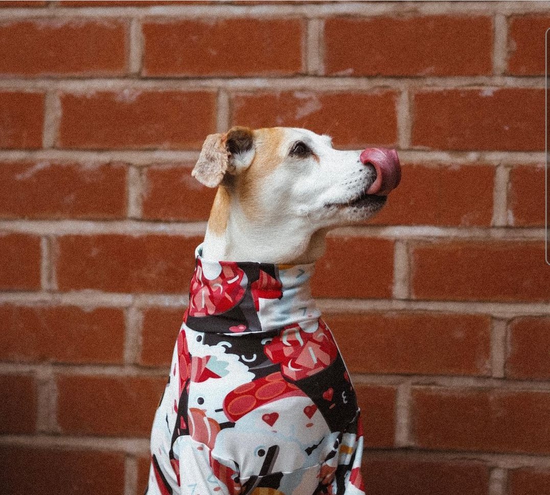 BrackenAndPaws's tweet photo. Happy #TongueOutTuesday 😊
(And happy day four of a headache to me 🎂 definitely #BoredNow and fed up of being in pain).
But here is Mac the wonder goblin wearing his #BrackenAndPaws sushi tee 🍣🍤🍱 #StillObsessed 🖤
These tees are in the shop now. https://t.co/pmSosnaWj3