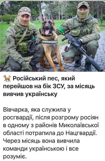 jaxx_vb's tweet photo. "Чому собака розумніша за ватника", факт №1488: https://t.co/KC07NSUpkQ