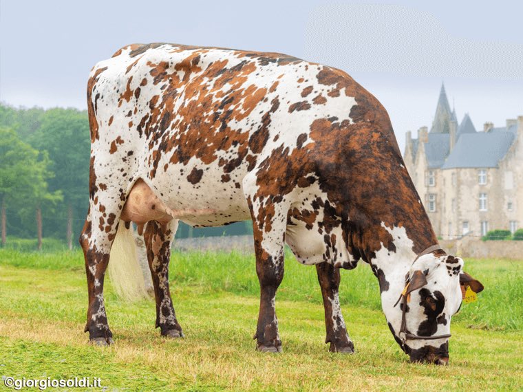 uk_sires's tweet photo. RAZZIA - Top ranking ISU bull with high production, expect great type, with fantastic udders and legs &amp; feet. 

⭐️ Leading PTN% improver at +3.8%
⭐️ Top sire for Udder Health at +3.0
⭐️ +1,268 Milk +3.2% Fat 

Sexed and conventional semen available now.

https://t.co/ExoKPDxohp https://t.co/fO11WP8cAF