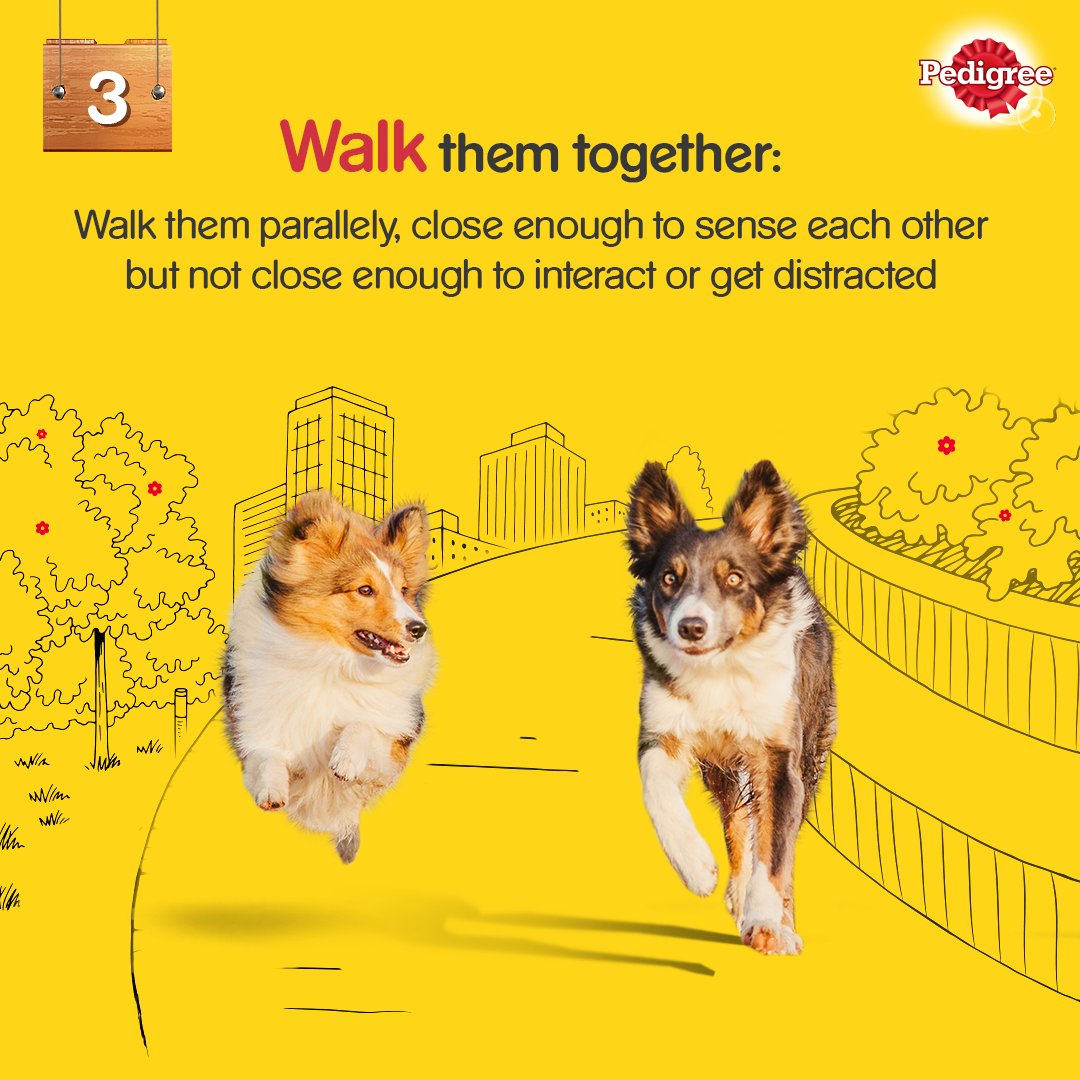 Why Are Dogs Always Under Your Feet