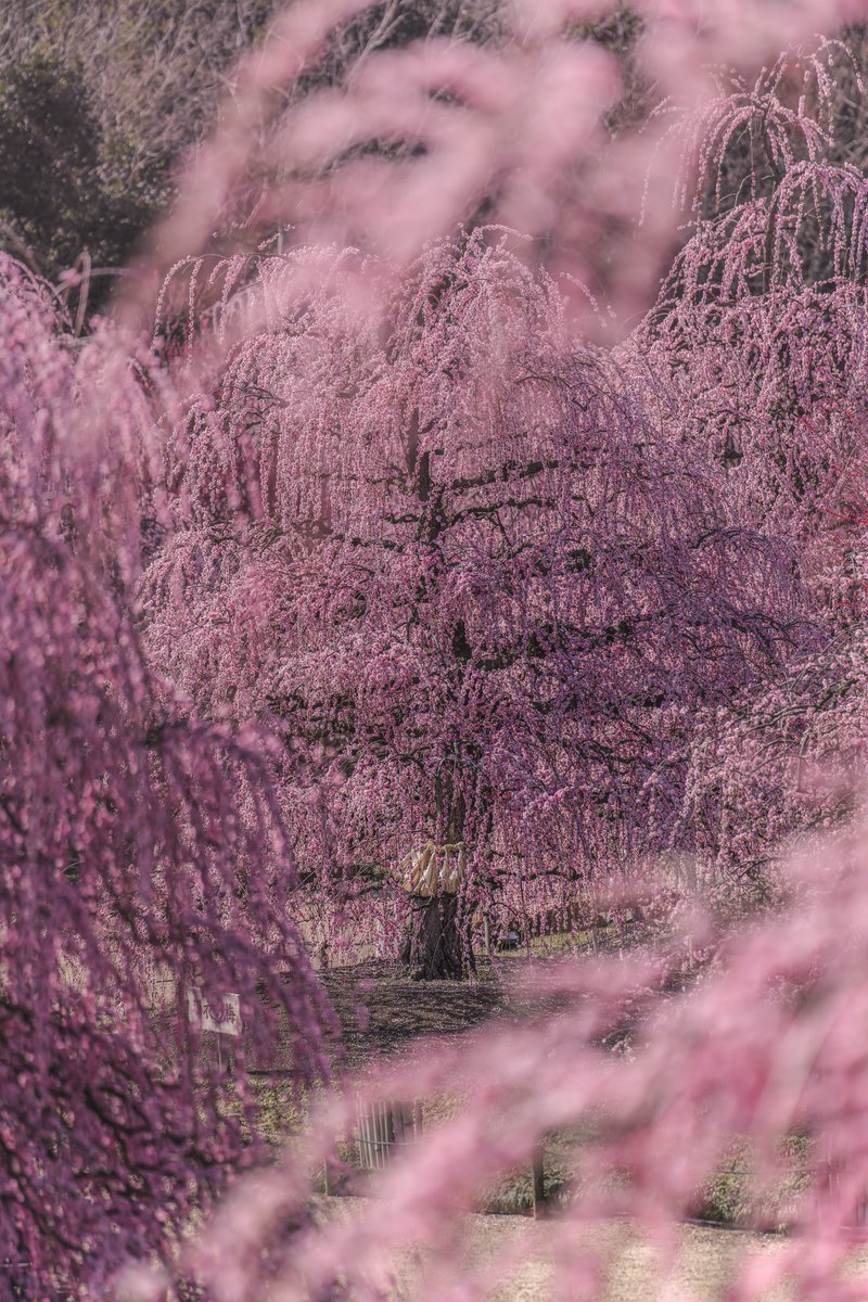 siralexanderj's tweet photo. excellent shots  📷

@aizawa0192  
@bee_tk_ 
@CodyMayer22 
@FDilekUyar 

#NFTCommunity #photo #photographer https://t.co/Jb3mzQCMfW