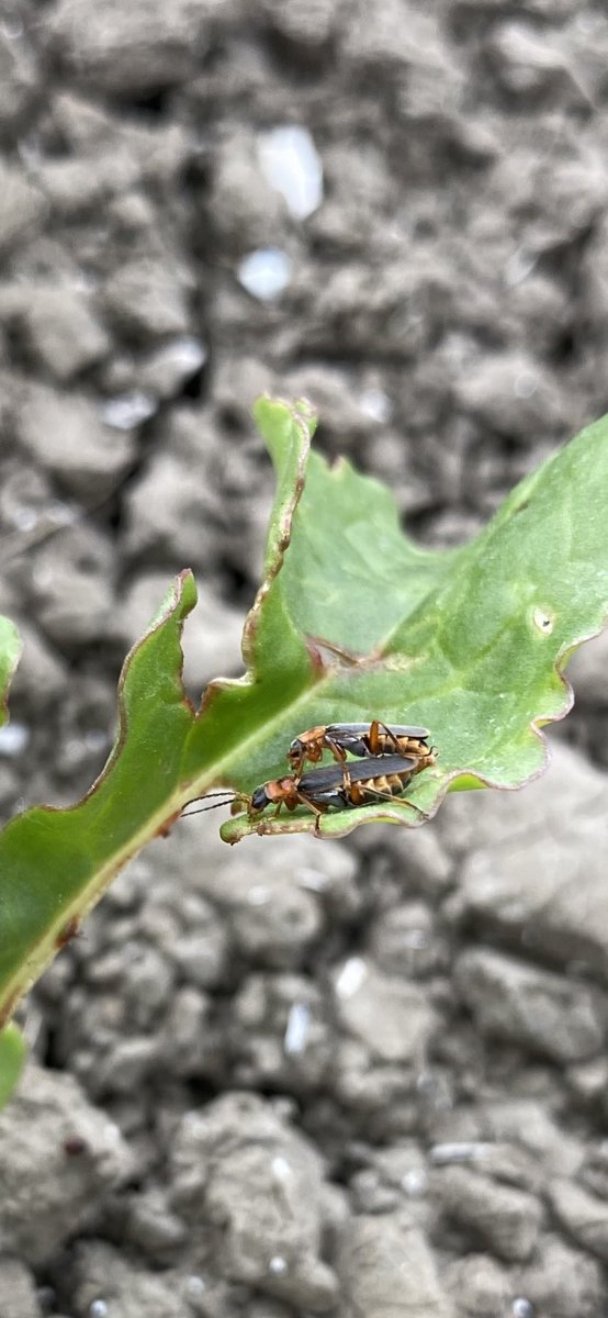 MichielvdVate's tweet photo. De #hulptroepen tegen luizen zorgen ook voor hun voortbestaan.
@Wesemaelbv https://t.co/ao7QhrHvNR