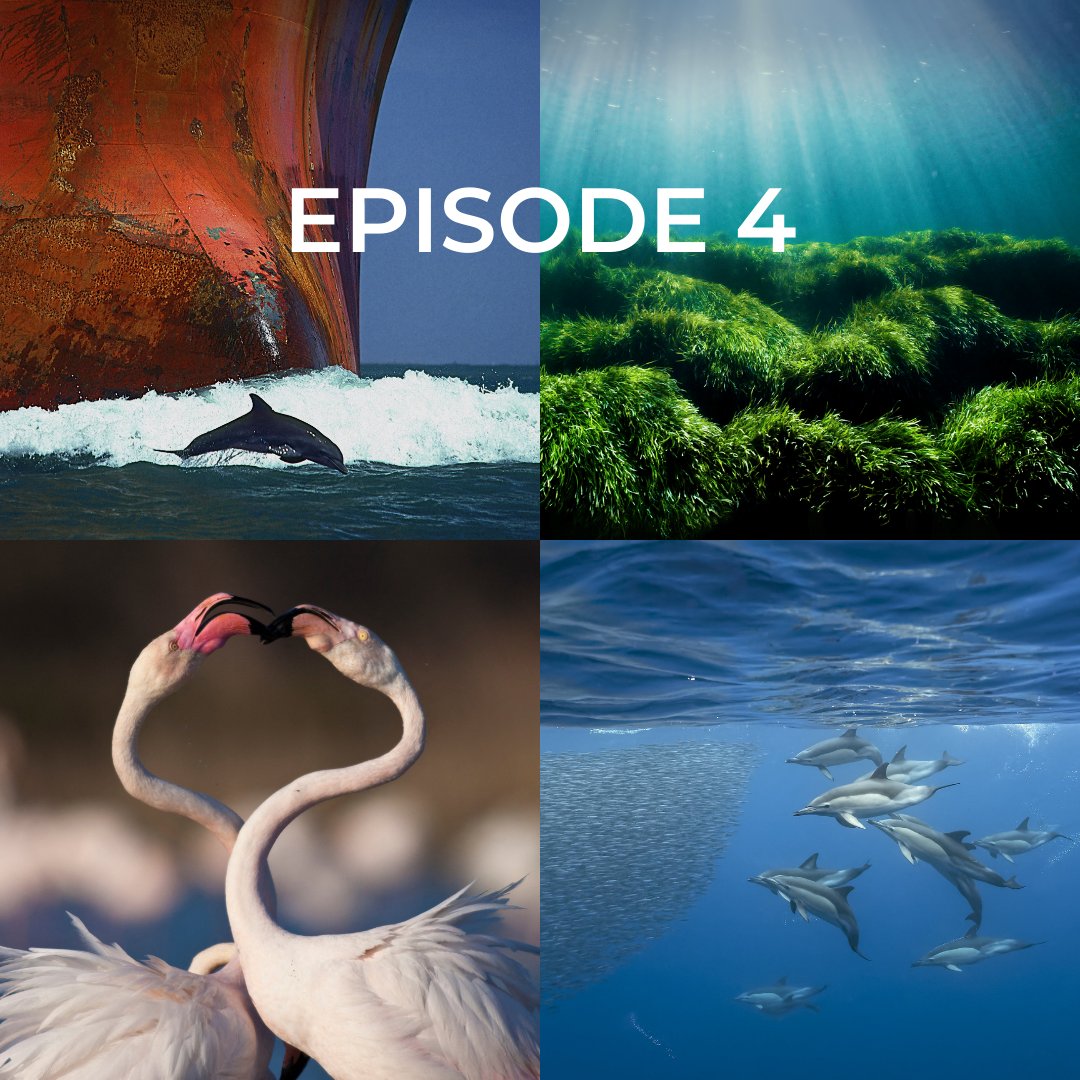 [EP4 : Vieillir &amp; renaitre] Pas si facile de vieillir..! Gros plan sur un flamant rose âgé, la vie d'une grand-mère dauphin, un olivier millénaire et la posidonie, une plante multimillénaire. Dispo en replay jusqu'au 11 juin sur <a href="/francetv/">France tv</a> : france.tv/france-2/medit…
#Méditerranée