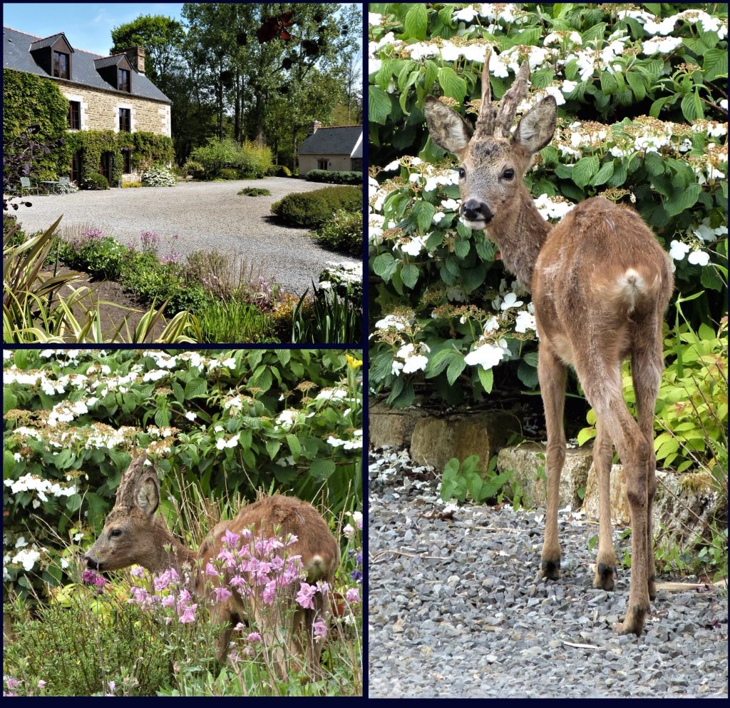 lepascru's tweet photo. #Deer nibbling flowers in the courtyard @lepascru & Le Fournil #luxury #cottage on the #Brittany #Normandy border nr #LeMontSaintMichel. Accommodation details info@lepascru.com. #brittany #bretange #normandie #fourposterbed #rolltopbath #sawdaystravel #oneoffplaces #naturehouse https://t.co/jS3buJ7toa