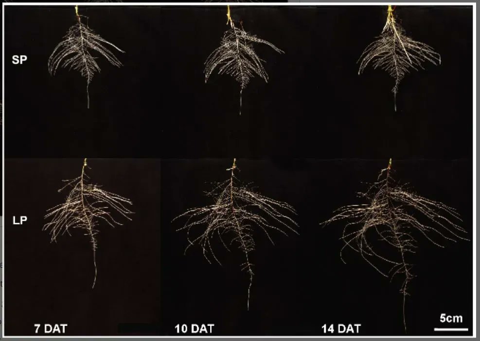 Plant Direct Journal (@plantdirectj) on Twitter photo Sorghum root epigenetic landscape during limiting phosphorus conditions @NicholasGladman <a href="/ASPB/">ASPB</a> <a href="/Wileyplantsci/">Wiley Plant Science</a> <a href="/SEBiology/">SEB @sebiology.bsky.social</a> #PlantSci buff.ly/3wgmNOp Sorghum root epigenetic landscape during limiting phosphorus conditions @NicholasGladman <a href="/ASPB/">ASPB</a> <a href="/Wileyplantsci/">Wiley Plant Science</a> <a href="/SEBiology/">SEB @sebiology.bsky.social</a> #PlantSci buff.ly/3wgmNOp