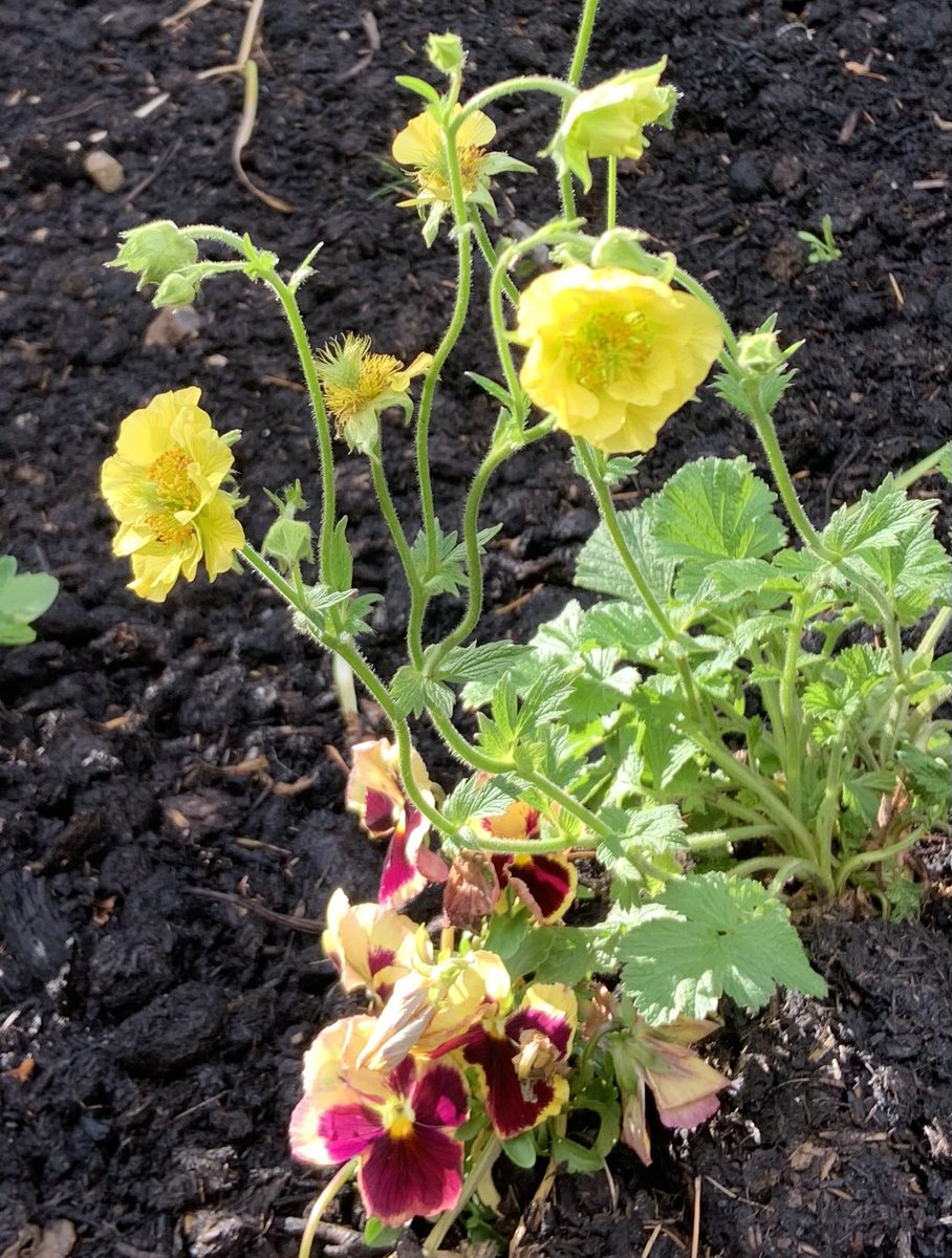 SkylarkArtist's tweet photo. Geum…
Symbol of #purity
#yellow #geum #avens
🌼🌼🌼 https://t.co/80e4Fz4lfR
