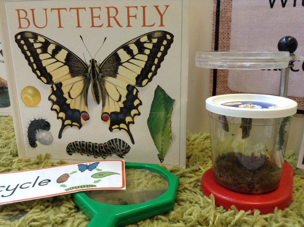 CrooksbarnPri's tweet photo. Reception is alive! The children have been fascinated watching our caterpillars turn into chrysalis ๐๐ Big thank you to Mrs Morgan for bringing us some tadpoles to observe too! ๐๐ธ #creatingcuriosity #scienceinearlyyears @AdAstraTrust https://t.co/y7D57jzsqJ