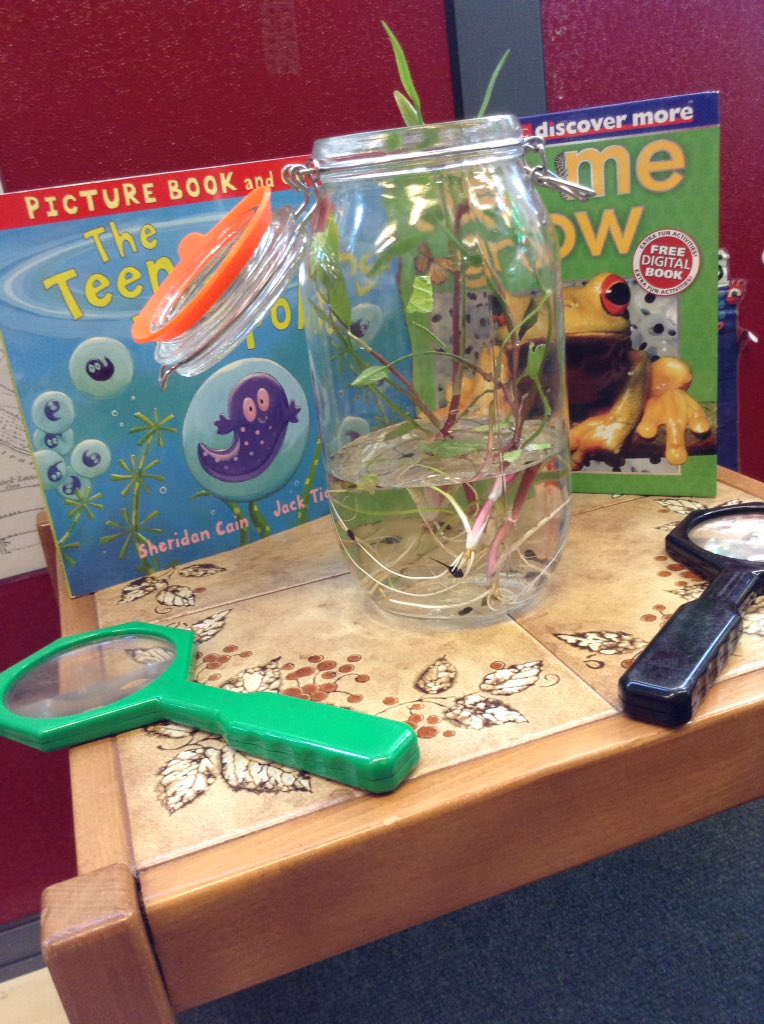 CrooksbarnPri's tweet photo. Reception is alive! The children have been fascinated watching our caterpillars turn into chrysalis ๐๐ Big thank you to Mrs Morgan for bringing us some tadpoles to observe too! ๐๐ธ #creatingcuriosity #scienceinearlyyears @AdAstraTrust https://t.co/y7D57jzsqJ