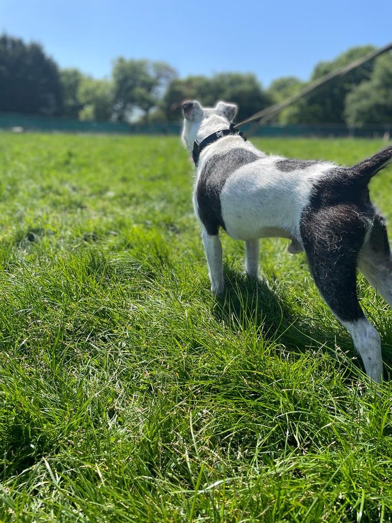 dotslondon's tweet photo. Cont..... child and dog free household.
He is a of a small staffy size & we believe he is a staffy/terrier.
Let’s find this chap a home who’ll bring you loads of smiles & cuddles.
Email; foster@dogsonthestreets.org
LEO
#DogsWithNoPostcode https://t.co/yoZ3aUSBeT