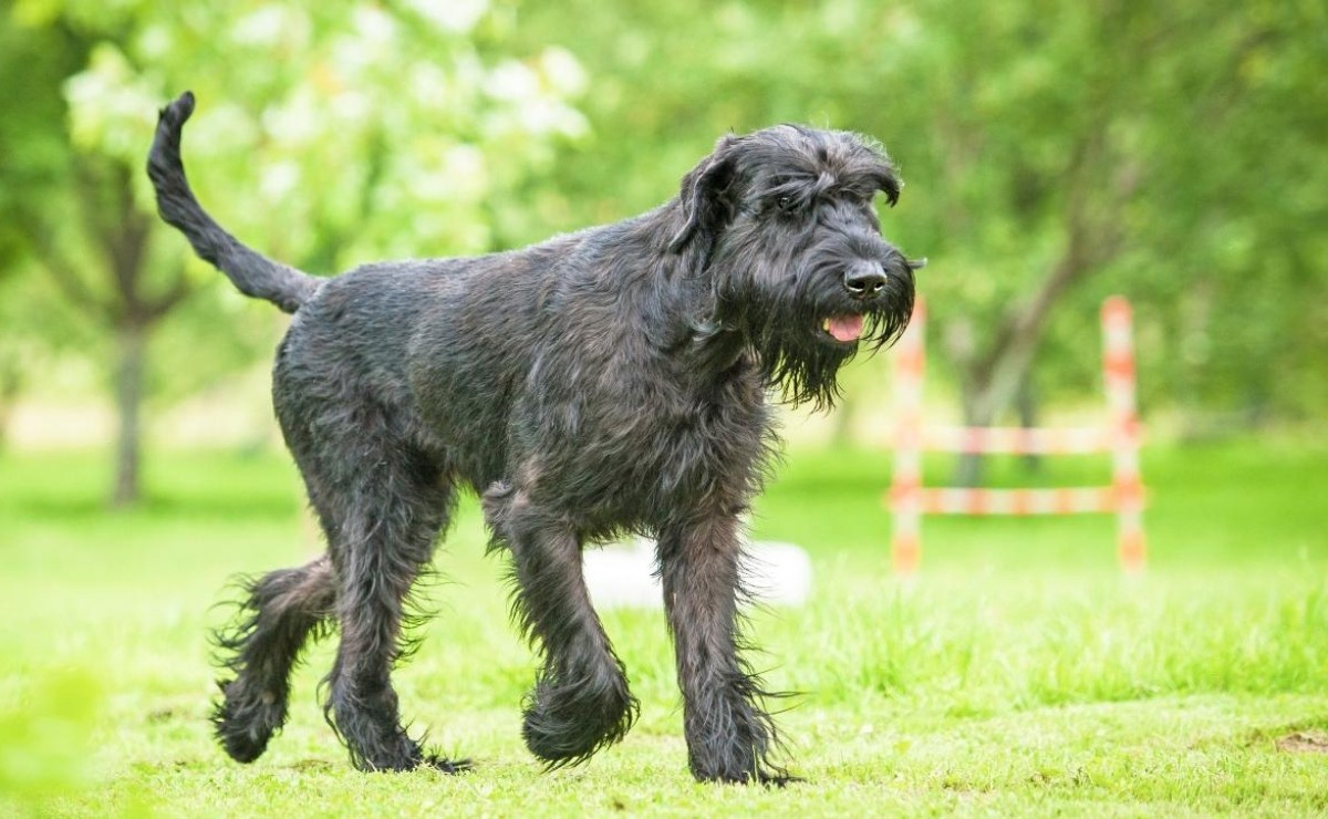 MundoSchnauzer's tweet photo. ¿Qué tiempo de actividad física tiene diariamente tu Schnauzer Gigante? En este artículo recomiendan 2 horas al día. https://t.co/a2xoClngHv https://t.co/MnEvz94TY5