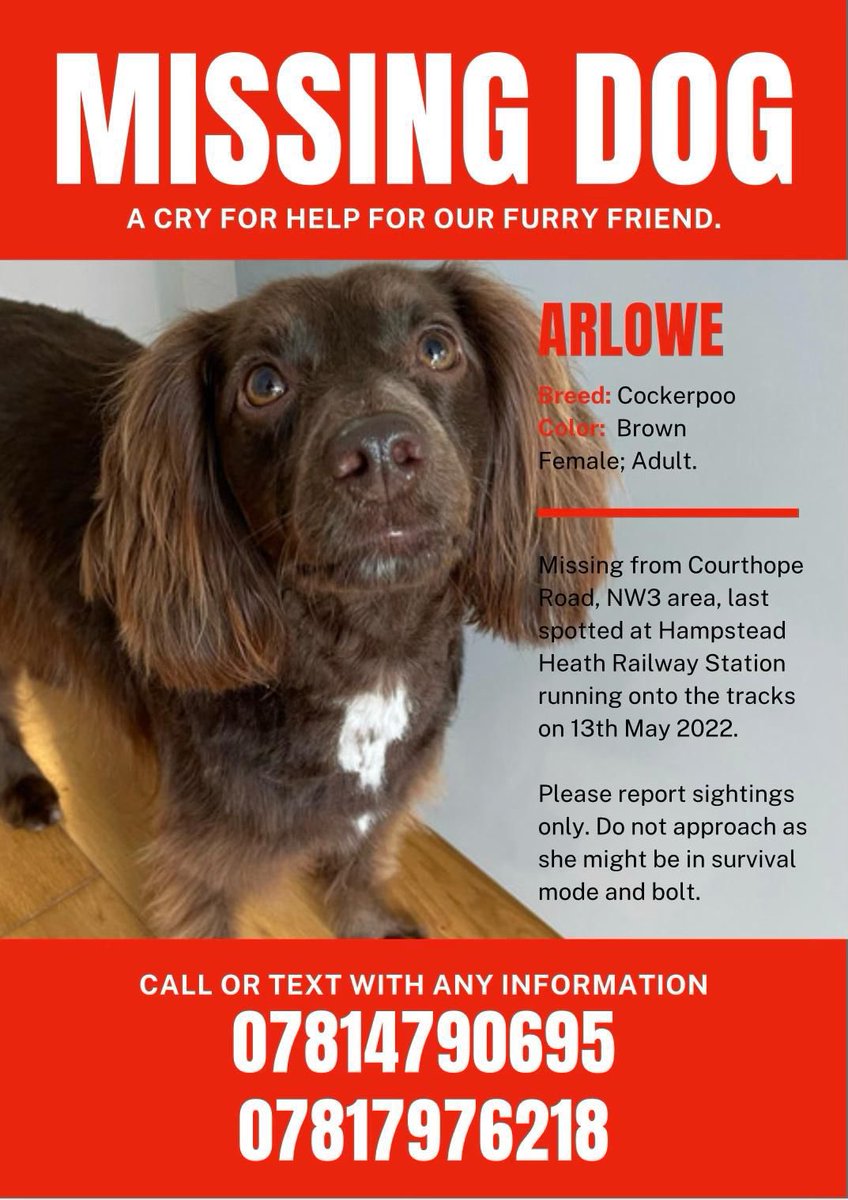 Missing dog! Hampstead area. Please help! The owners are devastated! All you dog lovers PLEASE RT 🙏🏼 <a href="/rickygervais/">Ricky Gervais</a>