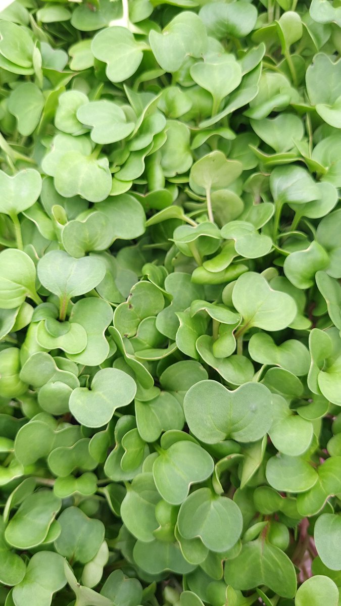 SuperLeafFarms's tweet photo. Pink Radish Microgreens growing up pretty neat! #microgreens #radish #hydroponics https://t.co/dxnFgINF8q