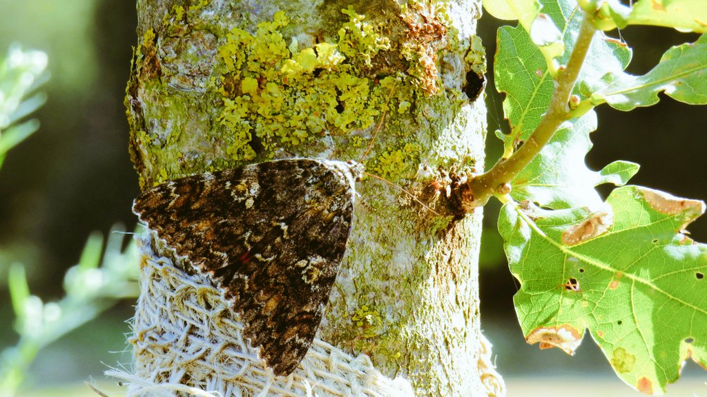 inja5248's tweet photo. #meimotten 
dag 17/31 #karmozijnrood_weeskind 
gespot in 't #Sweeltje #MiddenLimburg 
@mijnblogjenl https://t.co/k3wDvSuVLR