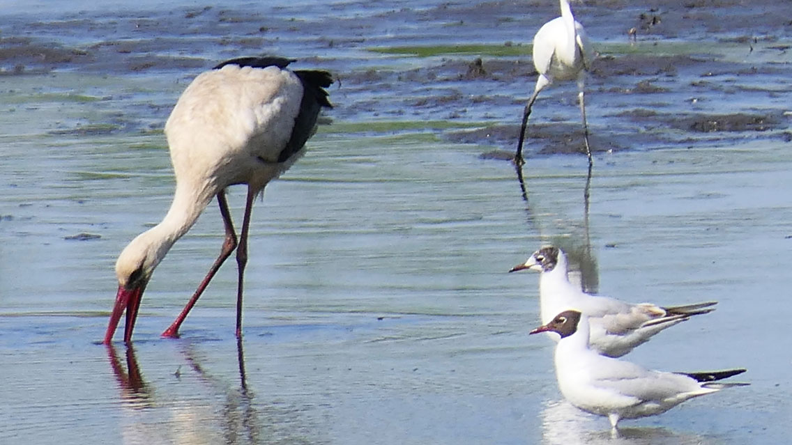 kupac1's tweet photo. Will ya hurry up and catch something so we can steal it from you! 😄 #birdsofhungary #birdspfeurope https://t.co/HsVJVmC5Af