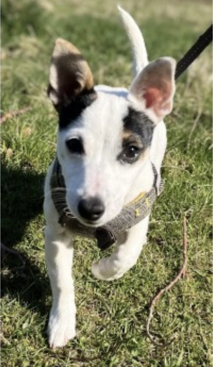 rosiedoc666's tweet image. CALLIE LOST #SLAMANNAN/#BINNIEHILL AREA OF #FALKIRK, #SCOTLAND #FK1 16/5/22 
doglost.co.uk/dog-blog.php?d…
Female/puppy #JRT 
Mostly White/black patches on face  
Chipped 

She was spooked and ran into the field next to swing park down from local shop 
WEARING A RED JACKET AT TIME