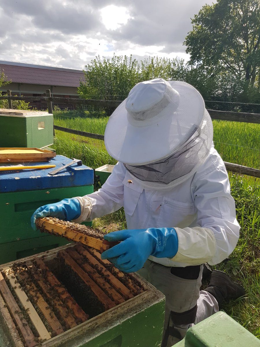 deianora's tweet photo. Das mal eine perfekte #Fotobomb 🥰🐝

#bees #beekeeping #imker https://t.co/EDKKZYNE82