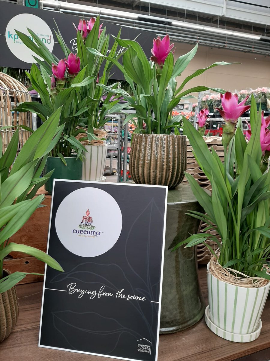 De extravagante bloemen van onze prachtige Curcuma's stralen in de huiskamer!☀️
De Siam™ Splash en de Siam™ Sublime zijn nu te bewonderen in het Green Trade Center <a href="/byWaterdrinker/">WaterdrinkerAalsmeer</a> 

#tropeninhuis #curcuma #kpholland