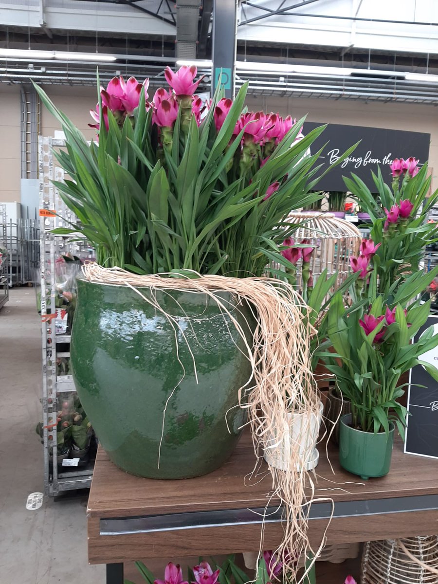 KP HOLLAND tweet media