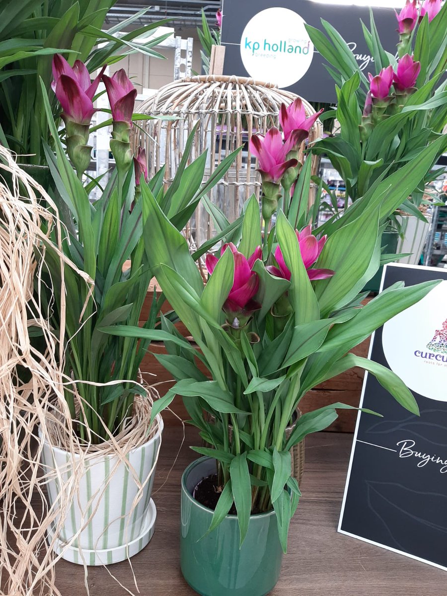 KP HOLLAND tweet media