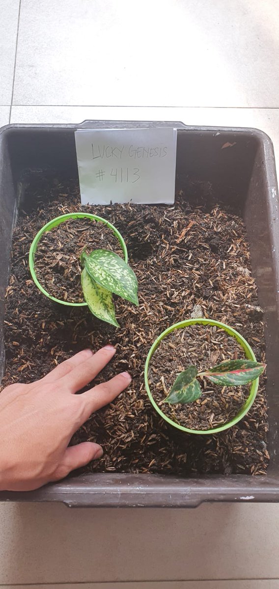 Raise the Treants! Its a lot of fun doing it small steps for the enviroment. #IsekaiQuests <a href="/IsekaiMeta/">Isekai Meta</a>