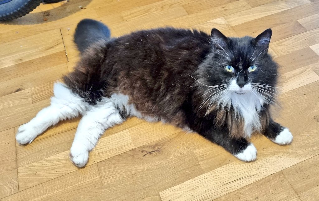 GremlintheFloof's tweet photo. It's a mighty warm #tuxietuesday already here in London..one of those days I wish my floof was a little less #flooftastic..I might keep cool here with Mum
#CatsOfTwitter #gremlin https://t.co/y5w3E3DyvB