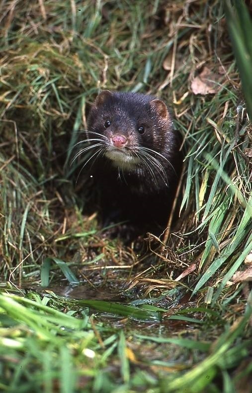 Mink can have a negative impact on our wildlife, particularly native water voles.  We would like to understand where they are in Wales.  If you see one please record your sighting with a photo if possible on the iRecord or LERC Wales apps. #INNSweek