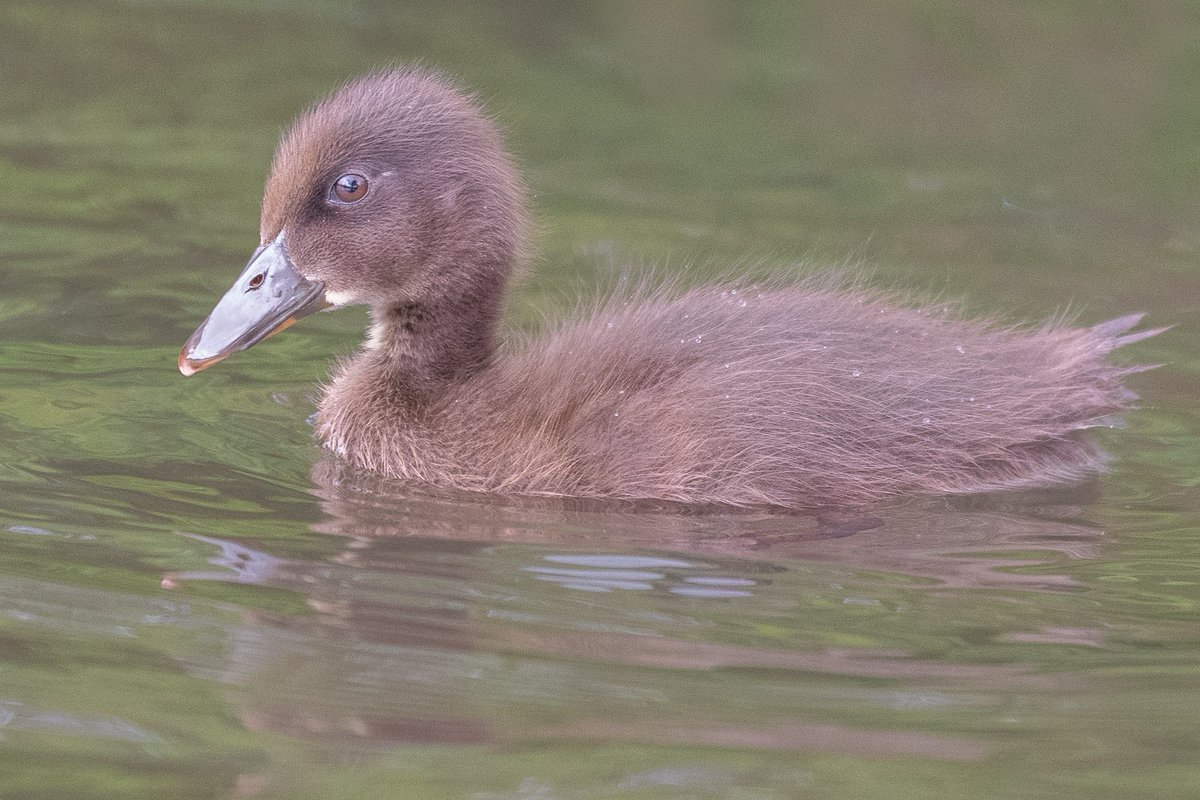 theaimlesslens's tweet photo. Woodmill and Mansbridge ate full of fluffy life. #duckling #duck #southampton #mansbridge #riveritchen #nature #naturephotography #wildlifephotography #wildlife https://t.co/9JLZXn5szq