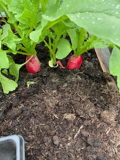 ‼️Update‼️ OT Gardening Group. Everyone busy weeding paths getting Sunflower circle ready🌻Planting more seeds in polytunnel as a wee rain shower watered our outdoor vegetables🥦🌱! We set up tomatoes🍅and planted seeds and kale🥬 and of course a well earned cuppa had by all☕️