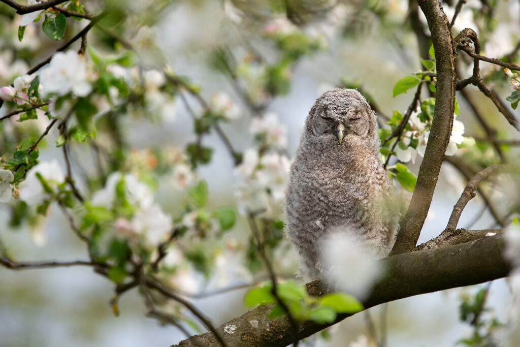 watchingSK's tweet photo. This year, nesting owls are not very successful. Nevertheless, some couples are successful, as evidenced by this beautiful photo of a young tawny owl (Strix aluco) from the garden of a family house.

📷👉 Maroš Margetín

#birdwatching #strixaluco #tawnyowl #birding #naturelovers https://t.co/zN3o6ZMhY5