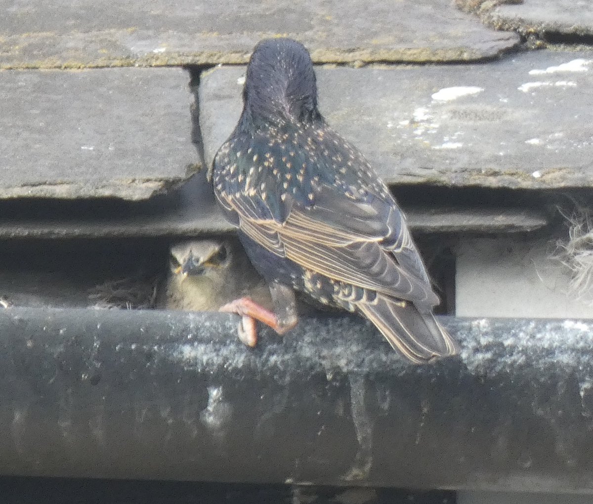 HirshC's tweet photo. Surprising what you can see in the gutter of the house opposite.....   I'd never seen a baby starling before. https://t.co/TMxzIrp8XW
