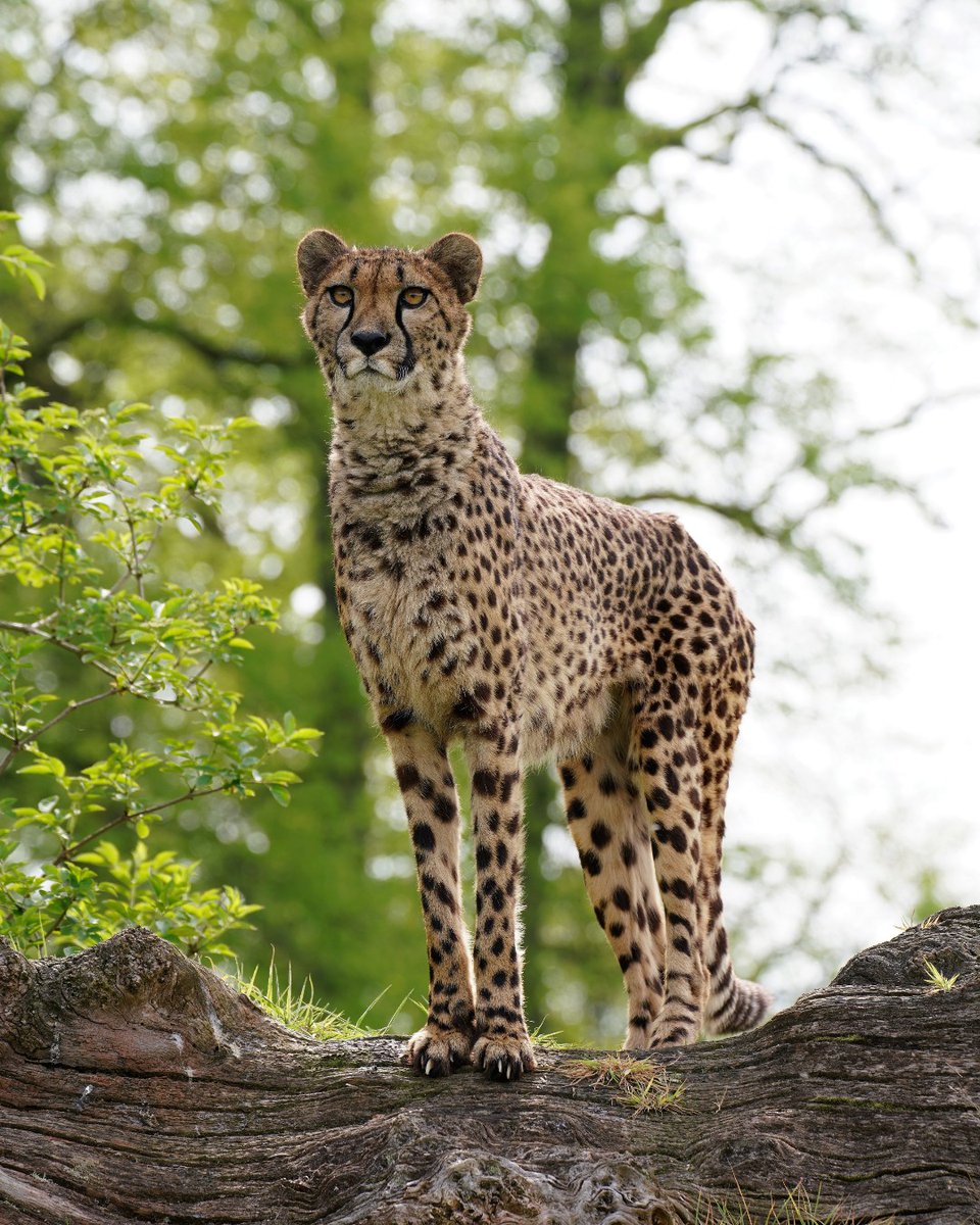Longleat's tweet photo. Purr-fection 🐆 https://t.co/IBFBgX0Ub2