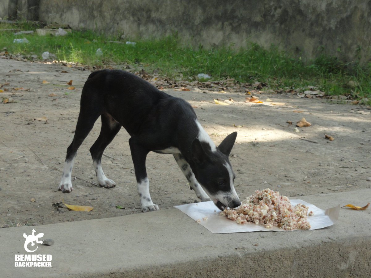 bemusedbackpack's tweet photo. A Day With .@bawa_bali's Street Feeding Team In Bali. https://t.co/HAIc7VWODS via @bemusedbackpack #BaliDogs #Bali https://t.co/rBA32g2YiX