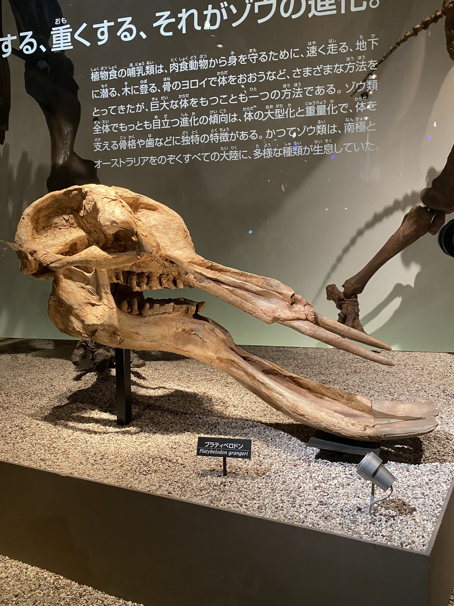 【★希少】プラティベロドンの歯の化石　象の祖先 ☆希少】プラティベロドンの歯の化石 象の祖先 platy012.jpg