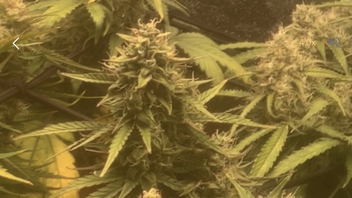 seedtojoint's tweet photo. Lights on #terpine madness. This crop is gonna be so yummy. 1-2 months away from smoking the final product. Really impressed with this Genesis soil #awesomesoil #organic #cannabis #cannabisculture #CannabisCommunity #hightimes #livingsoil #organiccannabis #cannabisorganic #weed https://t.co/mImSyZuCQP