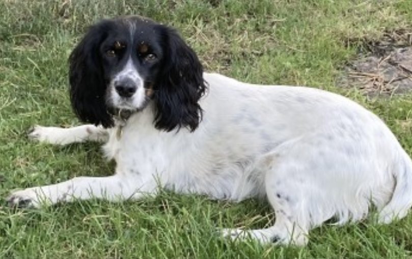rosieDoc2's tweet photo. #SpanielHour 

BEA MISSING between #APPLETONROEBUCK &amp; #BoltonPercy near #Tadcaster #YORK #YO23 7/2/22 

Female/young adult #ESS white&amp;black /tan markings round jaw line TAGGED &amp; CHIPPED 

https://t.co/0ZQQaN77nE

@skipperapple @BoltonPercyCC @TadcasterAlbion @YorkHour @bs2510 https://t.co/jrXPTcDklk