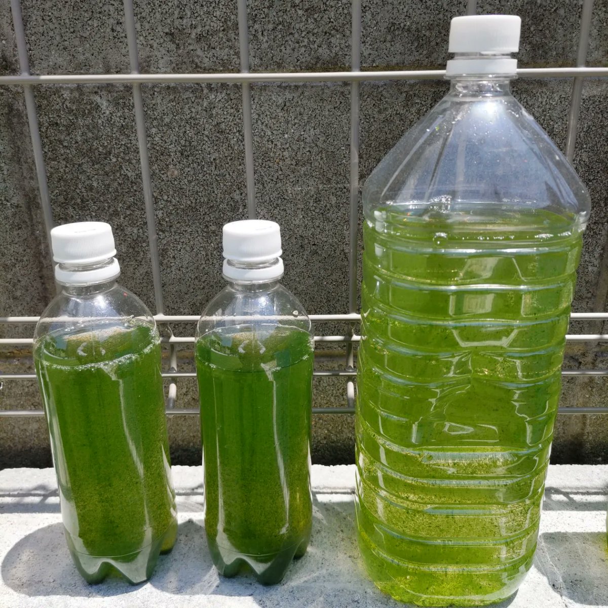 redorahawks's tweet image. ワムシの培養にチャレンジしていますが、中々増えなかったところ、エアレーションorペットボトルを振るというアドバイスをもらい、ペットボトルをふりふりしながら継続してみたところ、ちゃんと増えてました！エアレーションができればもっと楽に増やせそう。
#和香なごやか 
#メダ活
#ワムシ