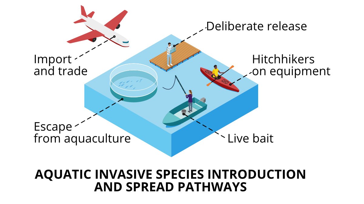 It's Invasive Non Native Species Week! See our blog about some of the key pathways of aquatic #InvasiveSpecies introduction and Cefas’ research, advice and regulatory role in tackling invasive species <a href="/InvasiveSp/">Invasive Species Week</a> #INNSweek
Find out more 👉 bit.ly/39Zfpyd