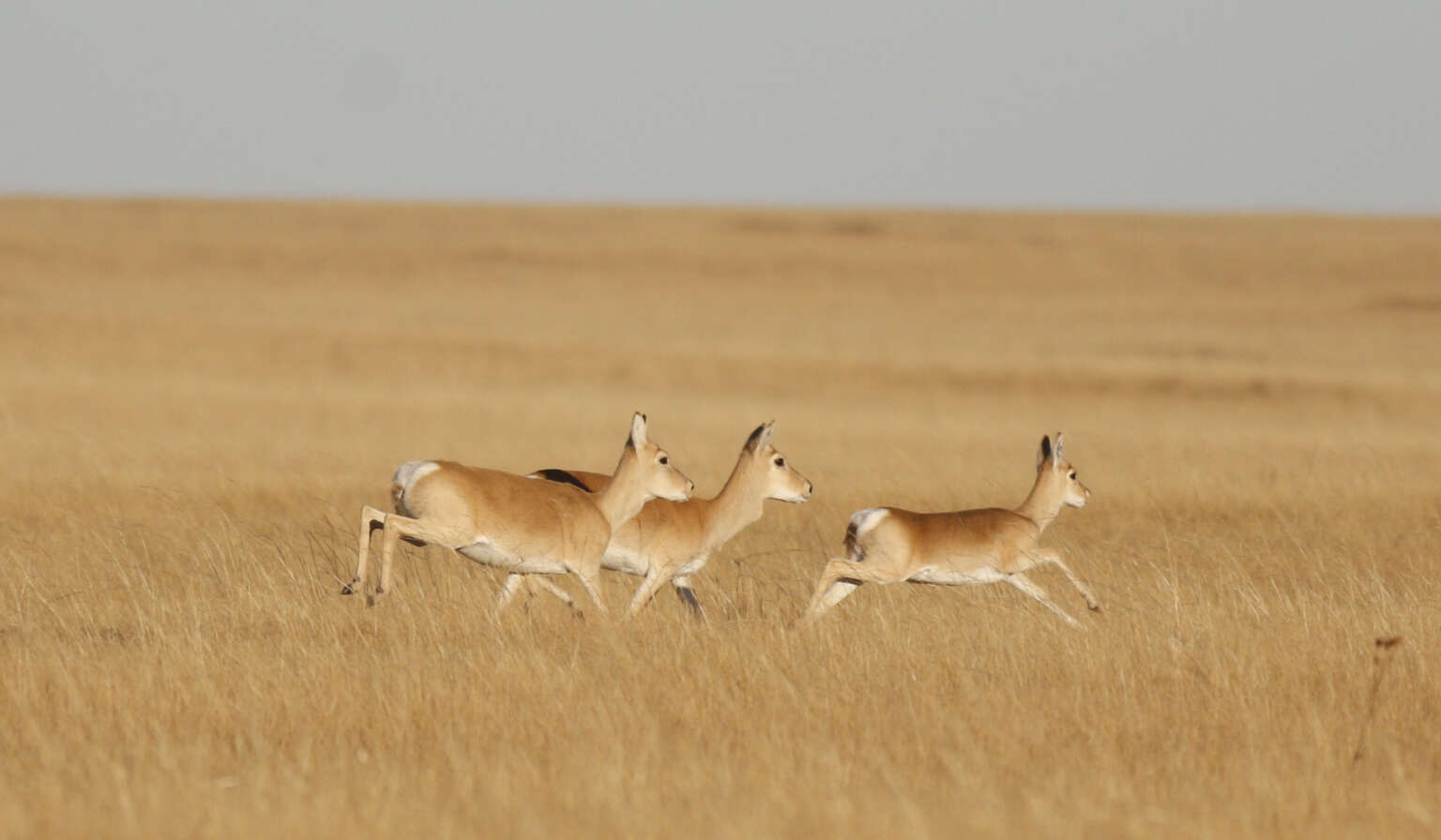 SENCKENBERG on Twitter