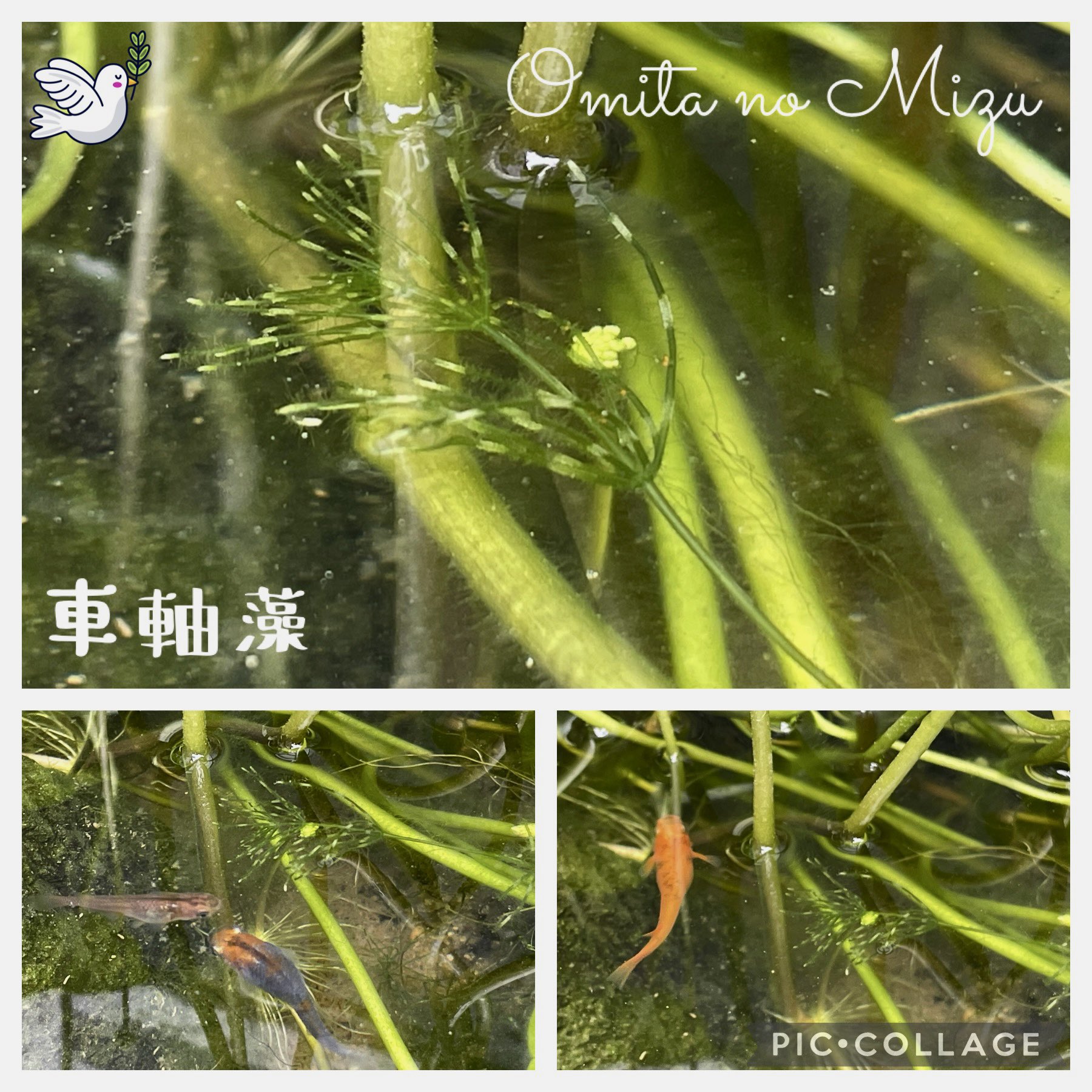 車軸藻 Twitter Search Twitter