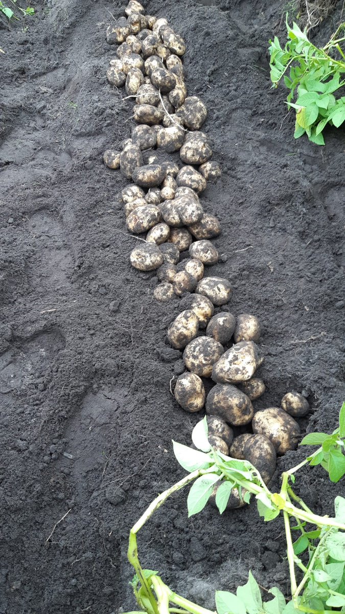Bodem_APK's tweet photo. 💡🥔| Op vrijdag 20 mei 2022 vindt de innovatiedag van Innovatiecentrum Weddermarke plaats bij Bodem APK deelnemer Hendrik Luth. Tijdens deze Innovatiedag zal Johan Specken vanuit het project Bodem APK de maatregel drempels in aardappels toelichten. 👉https://t.co/OWLOy5bMLS https://t.co/w4gyzvhPBL