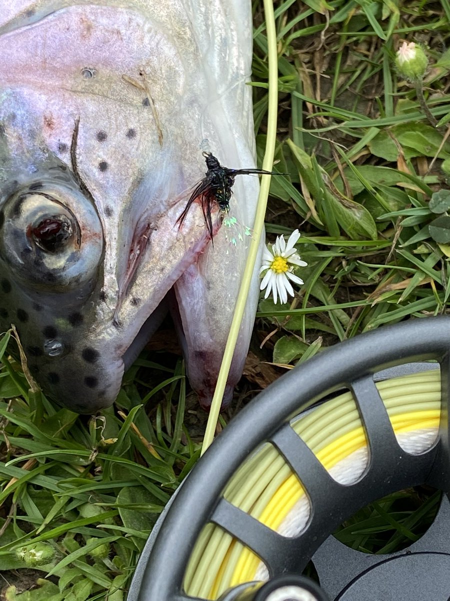 SnowdogMikey's tweet photo. #rainbowtrout #troutfishing #springtrout https://t.co/5GS4mMVLM9