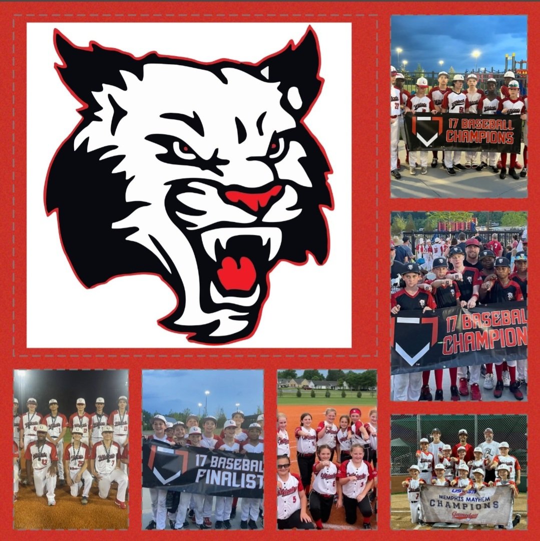 BigLeagueWildCats tweet media