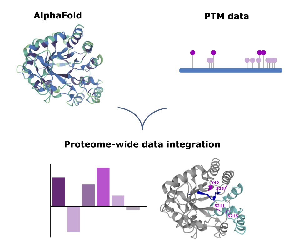 Isabell Bludau (@bludauisabell) on Twitter photo I am excited to share our work <a href="/labs_mann/">Matthias Mann Lab</a> on integrating structural information from #Alphafold2 with #PTM data. Check our paper <a href="/PLOSBiology/">PLOS Biology</a> to learn more on how the structural context of PTMs can reveal functional insights and augment #proteomics studies journals.plos.org/plosbiology/ar… I am excited to share our work <a href="/labs_mann/">Matthias Mann Lab</a> on integrating structural information from #Alphafold2 with #PTM data. Check our paper <a href="/PLOSBiology/">PLOS Biology</a> to learn more on how the structural context of PTMs can reveal functional insights and augment #proteomics studies journals.plos.org/plosbiology/ar…