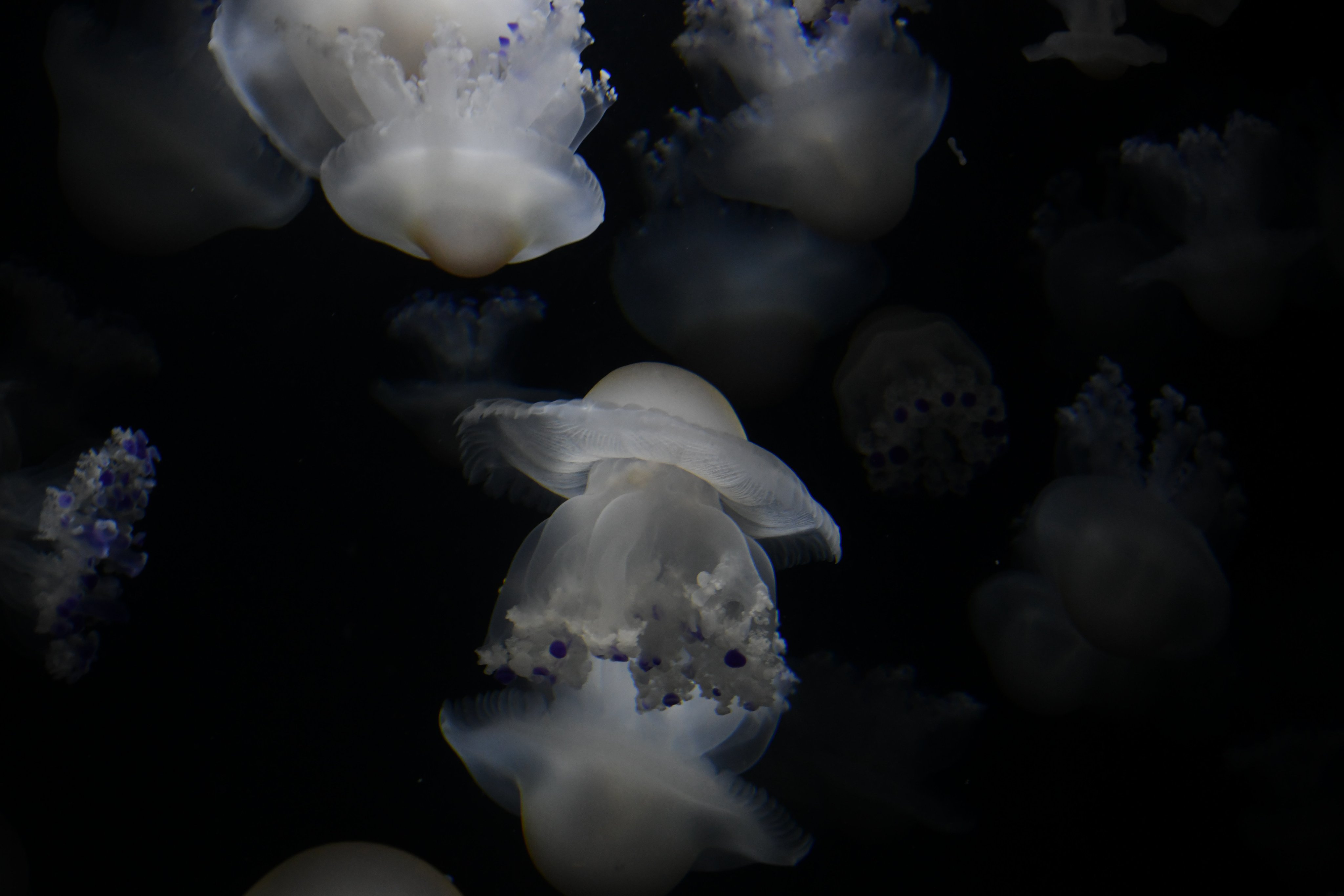 鶴岡市立加茂水族館 on X: 