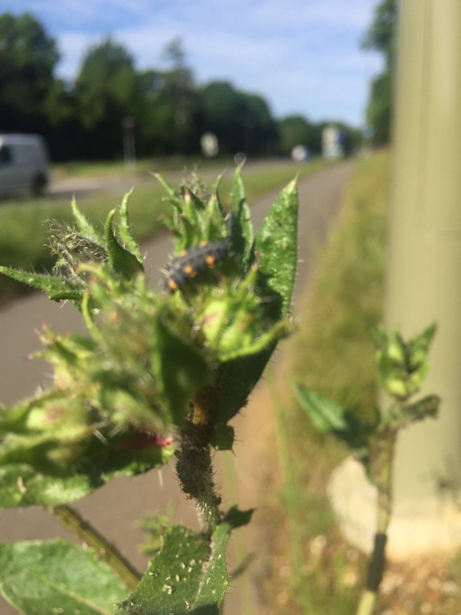 sosgnob's tweet photo. Oxford verges starting to flourish - mallow, sow-thistle, goats beard, yarrow, birds foot- trefoil, ox-eye daisy , butterflies , bees , ladybird larva - beauty @OxfordCity https://t.co/NzHelIcdef