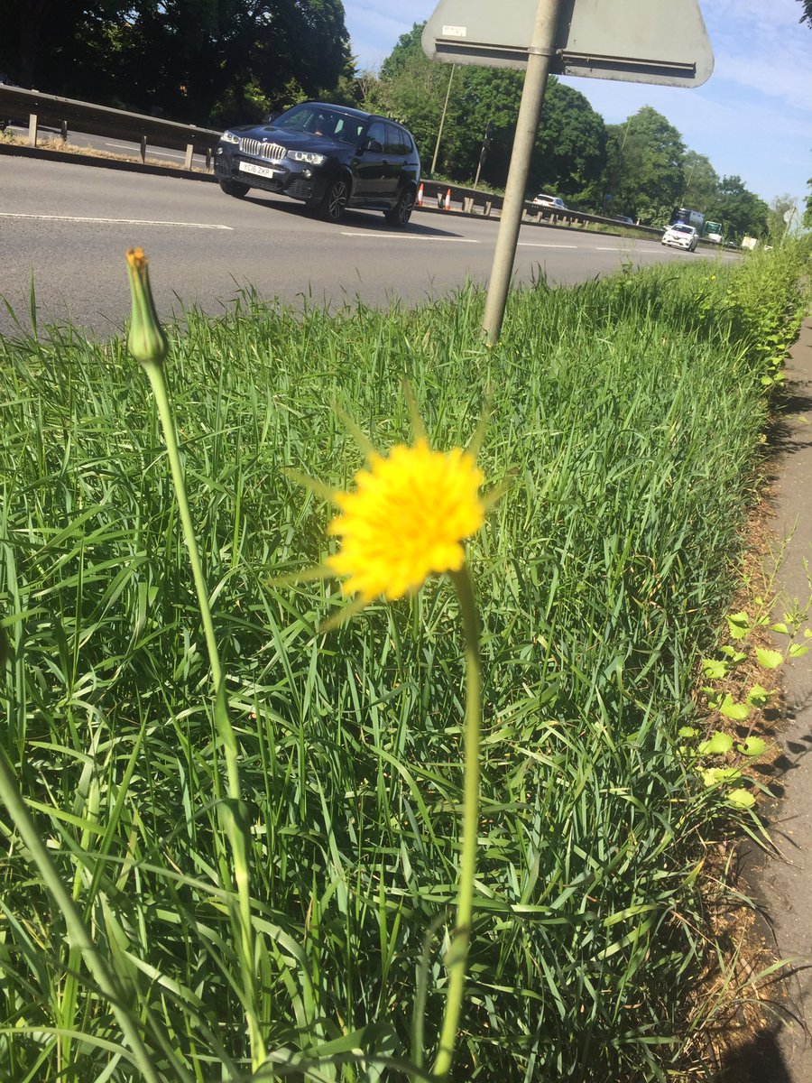 sosgnob's tweet photo. Oxford verges starting to flourish - mallow, sow-thistle, goats beard, yarrow, birds foot- trefoil, ox-eye daisy , butterflies , bees , ladybird larva - beauty @OxfordCity https://t.co/NzHelIcdef