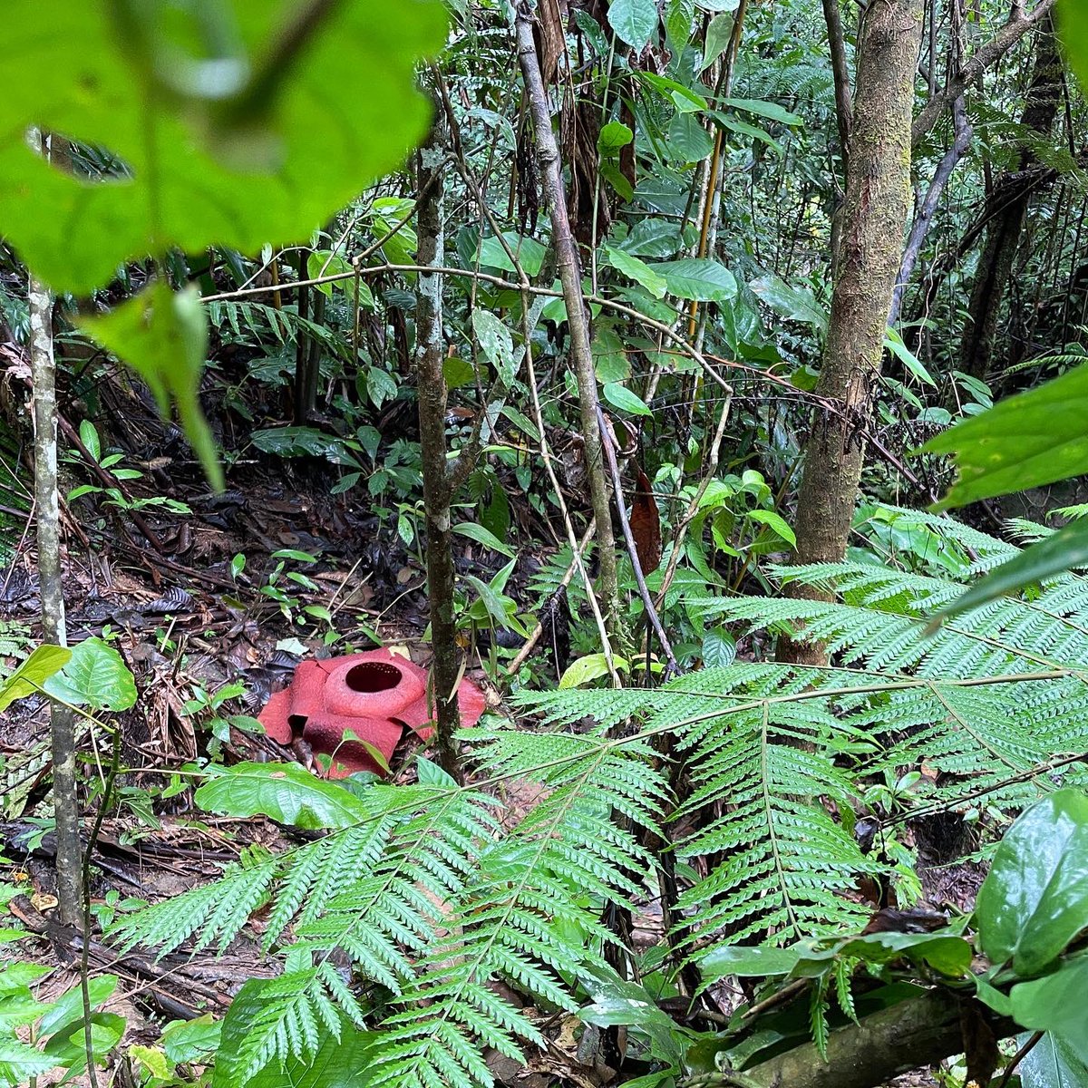 Finally ticked this off my bucket list. #rafflesia