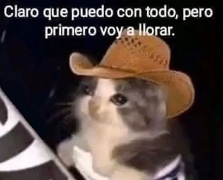 gatito_shitpost's tweet photo. https://t.co/9QLwLUqFV4