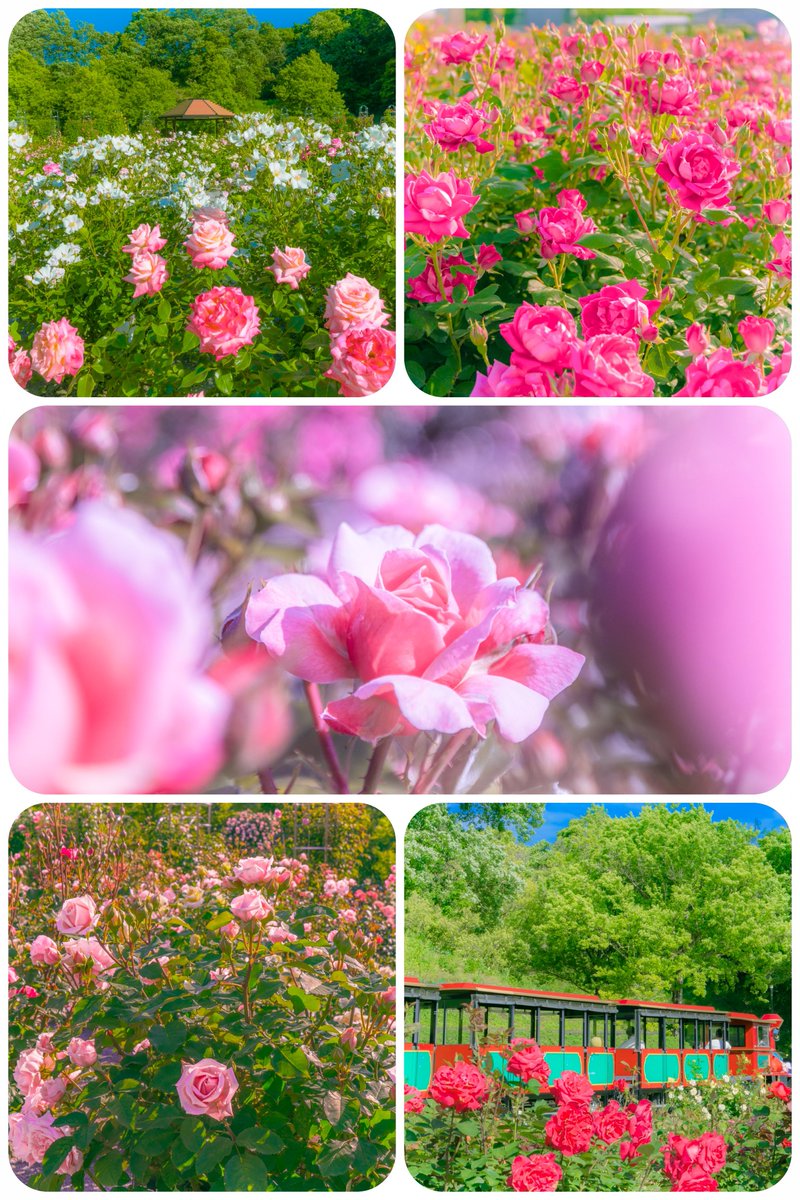 asagi_photo0921's tweet photo. 薔薇色に微笑んで。 https://t.co/5wS5KK8Zcx