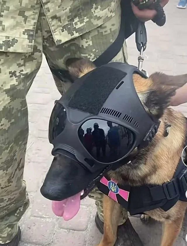 LucyLyons4's tweet photo. Blessed Military Dog. https://t.co/HJEard43f4